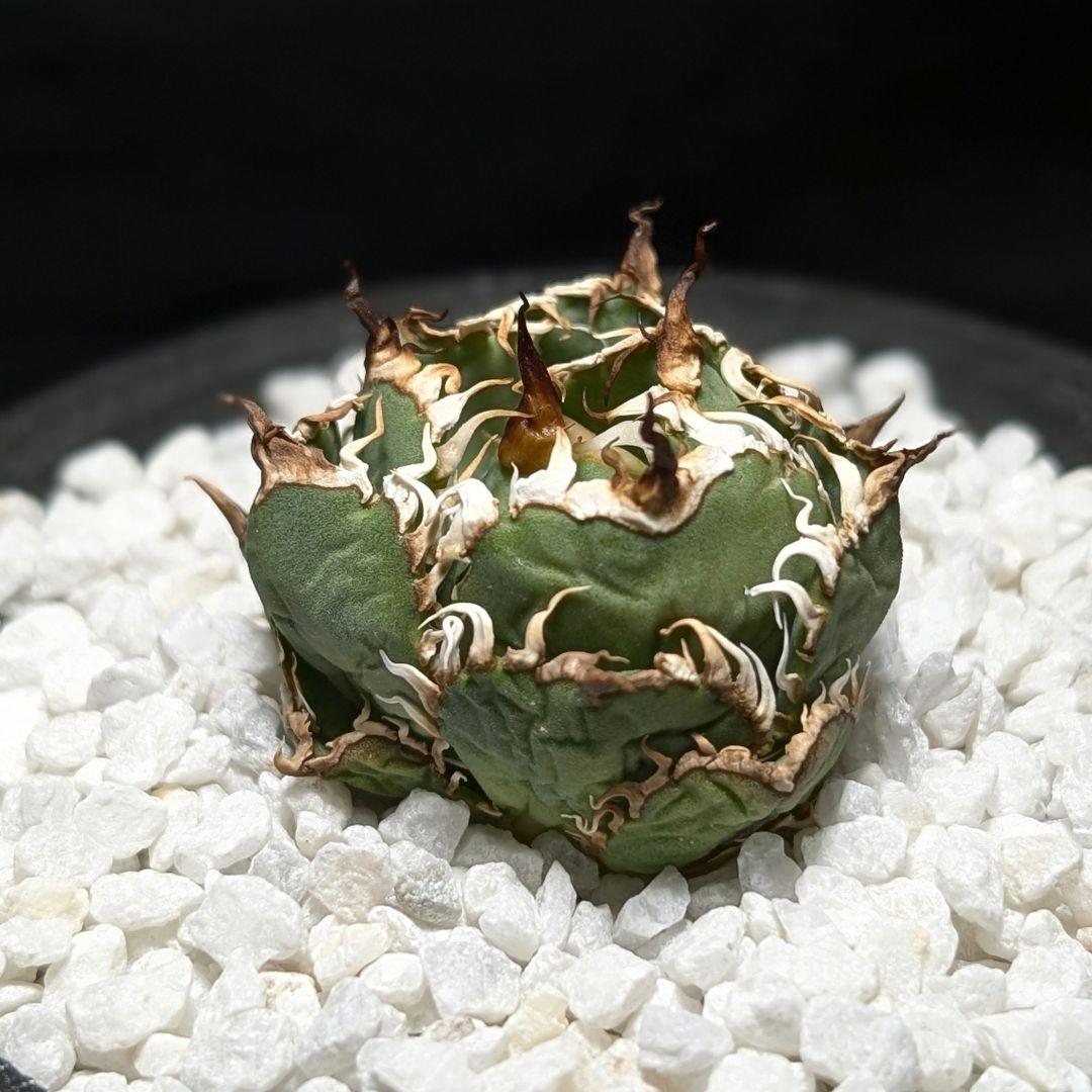 【ミクロサイズ　ボール型】Agavetitanota\"フィリグリー\"うねり強鋸歯