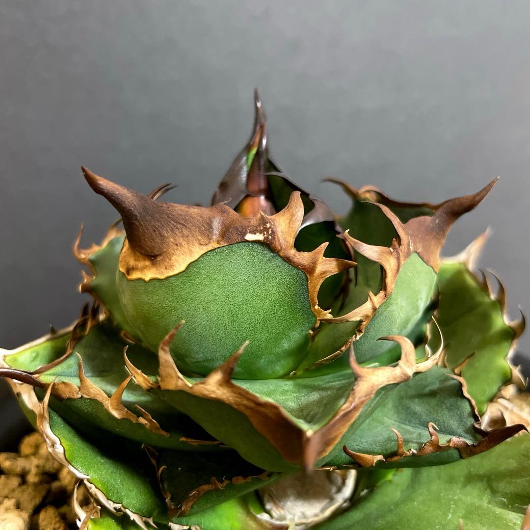 緑犀牛 天芽子株 大サイズ 台湾 LIZE 厳竜