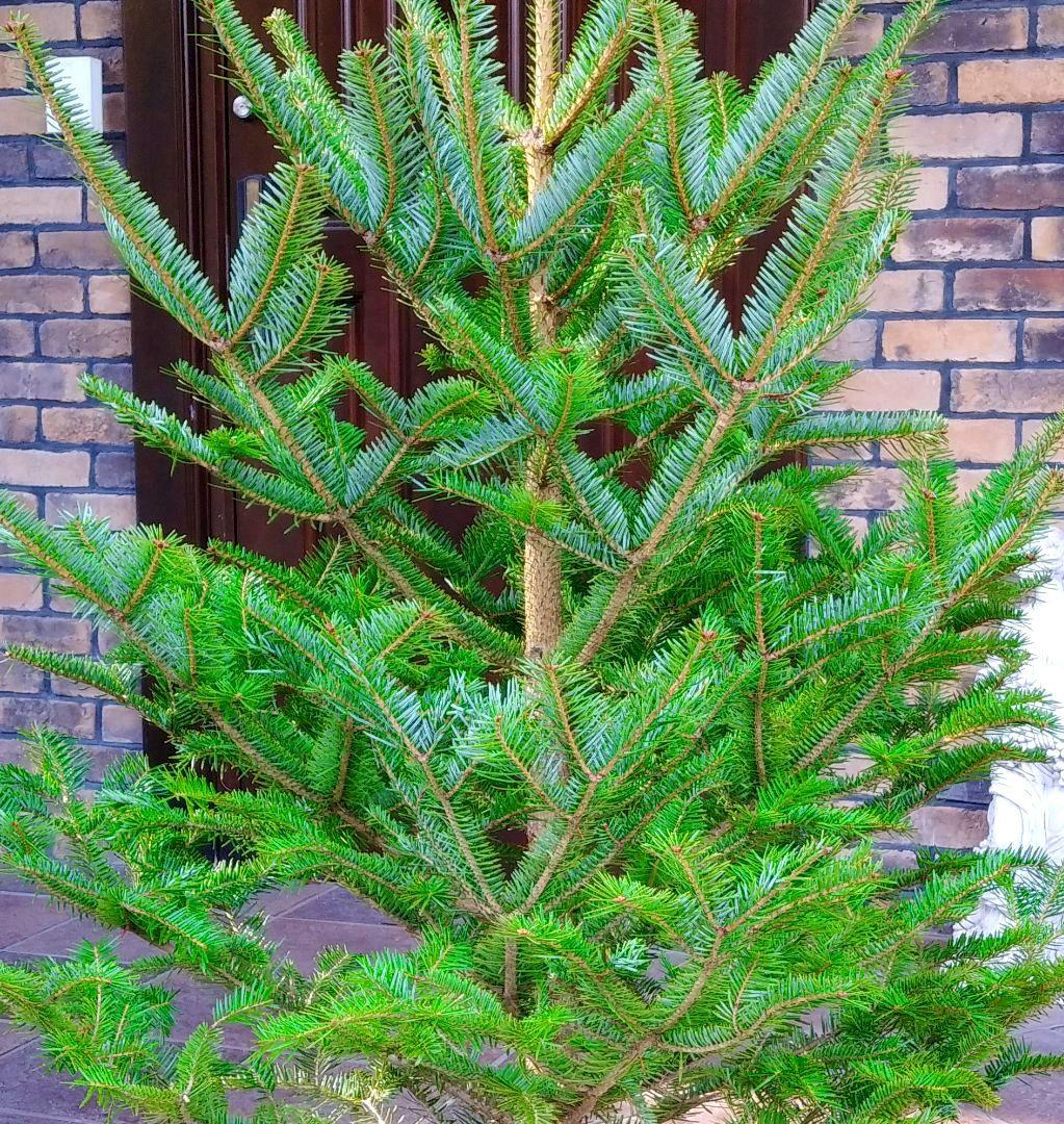 もみの木 モミの木 苗木 大型180cm❗整った樹形❗ 極太 クリスマスツリー