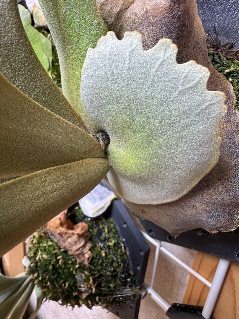 willinckii yms #2 ビカクシダ