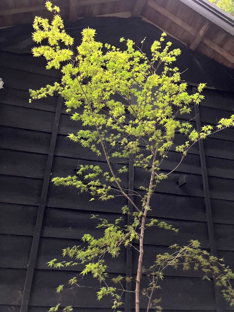 山採り　イロハモミジ