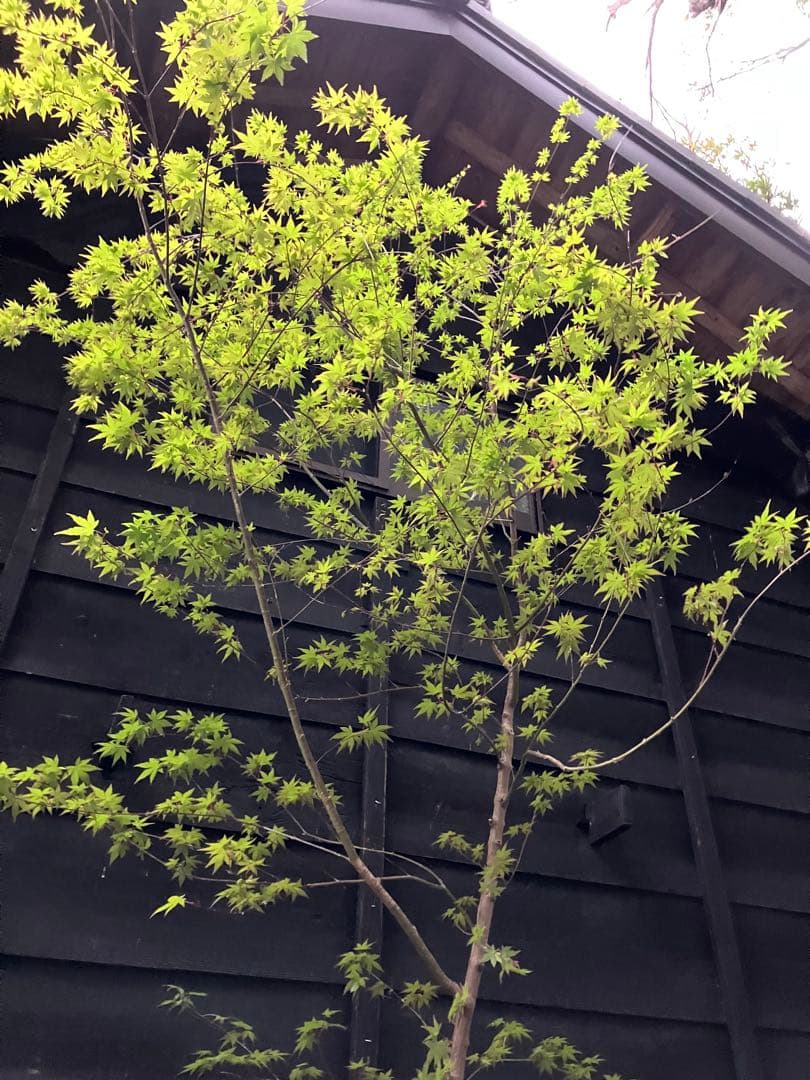 山採り　イロハモミジ