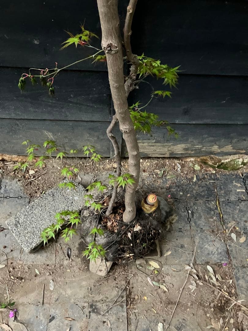 山採り　イロハモミジ