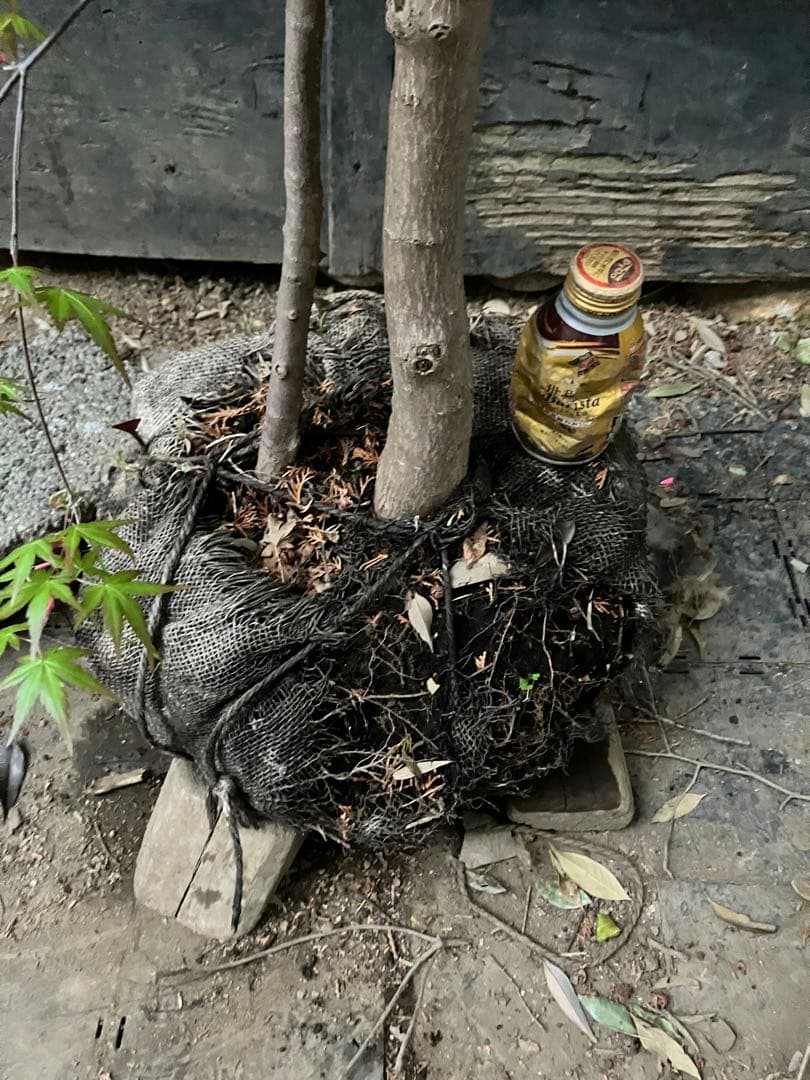 山採り　イロハモミジ