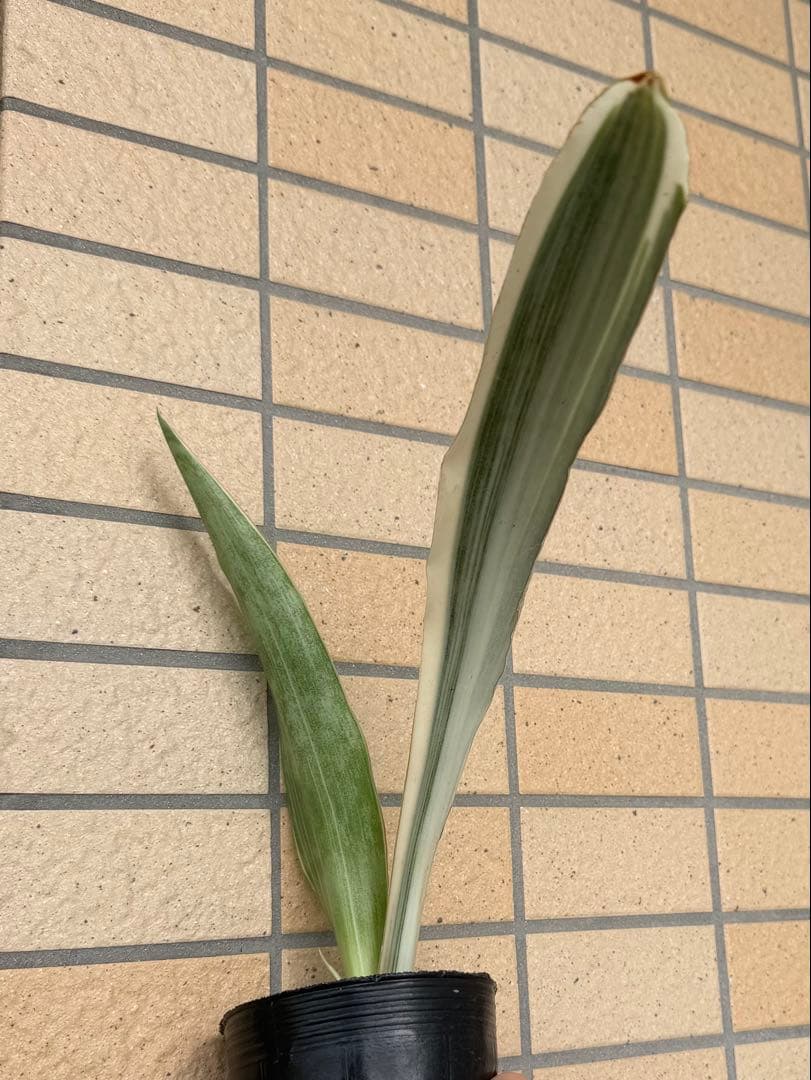 美株　希少　サンスベリアビューティークイーン　レア　鉢ごと　メルカリ便③