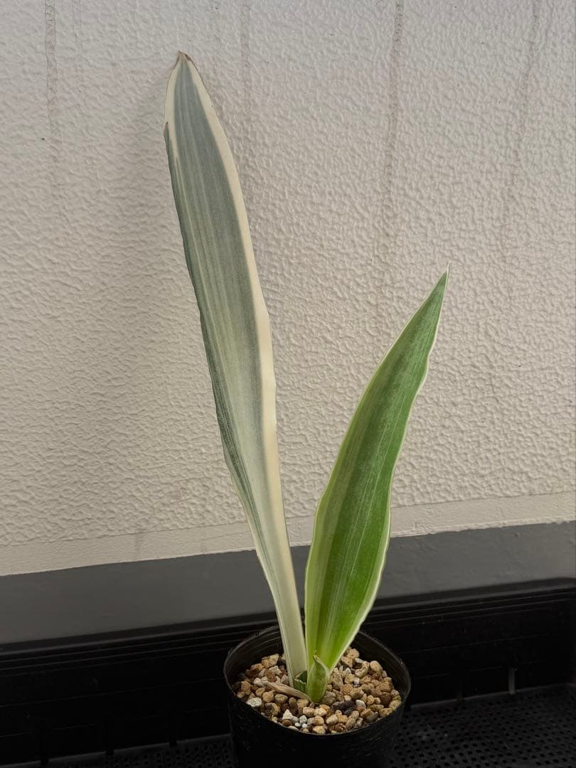 美株　希少　サンスベリアビューティークイーン　レア　鉢ごと　メルカリ便③