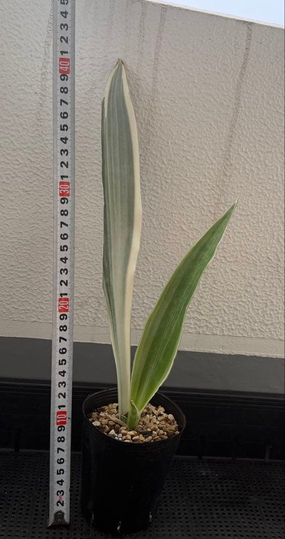 美株　希少　サンスベリアビューティークイーン　レア　鉢ごと　メルカリ便③