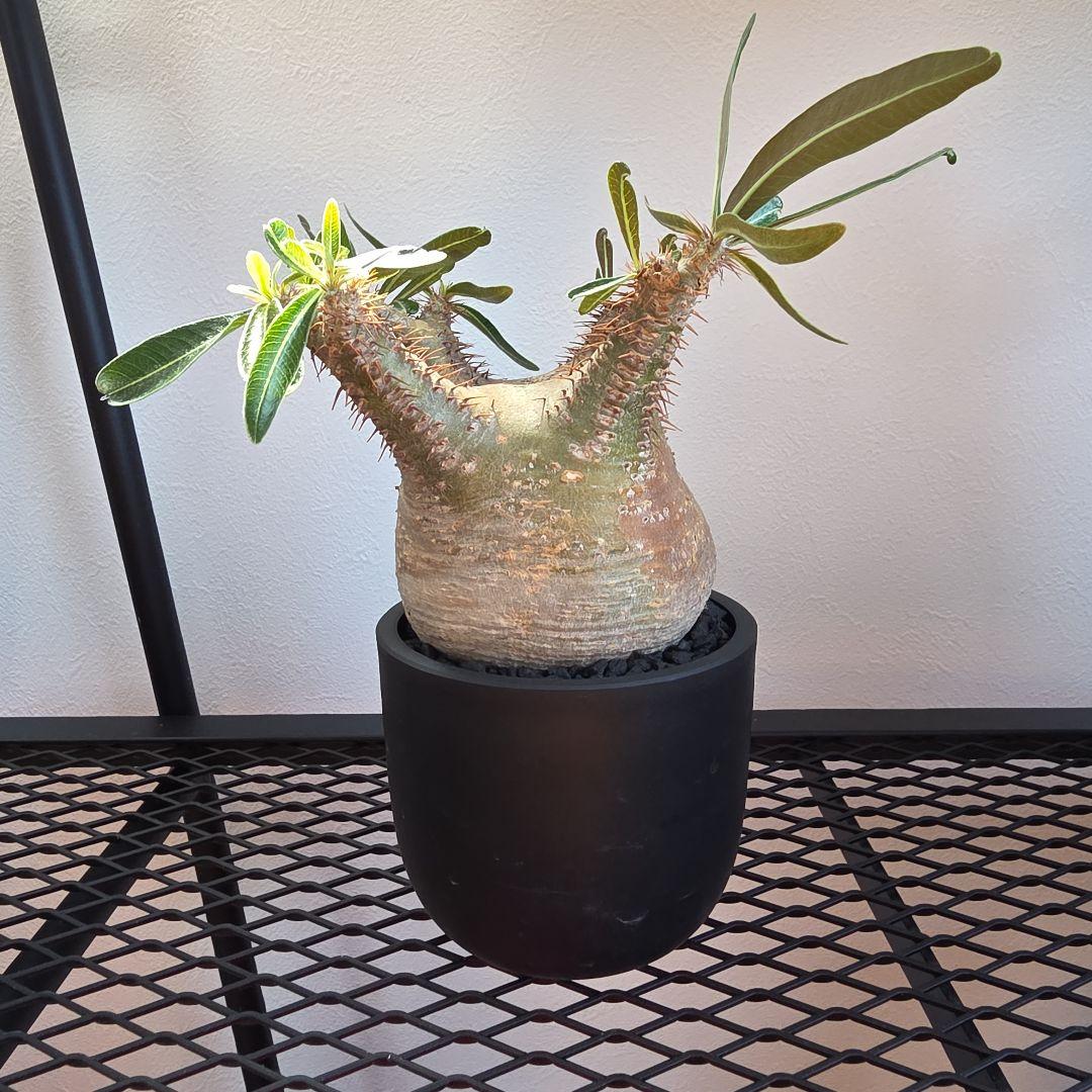 良型 手乗りサイズ パキポディウムグラキリス 発根済み 現地球 マダガスカル