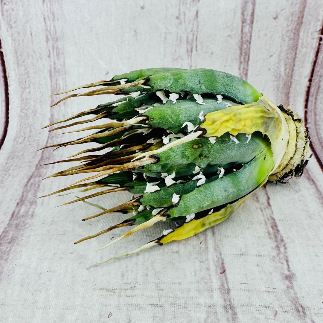 14 アガベ ユタエンシス エボリスピナ 陽炎