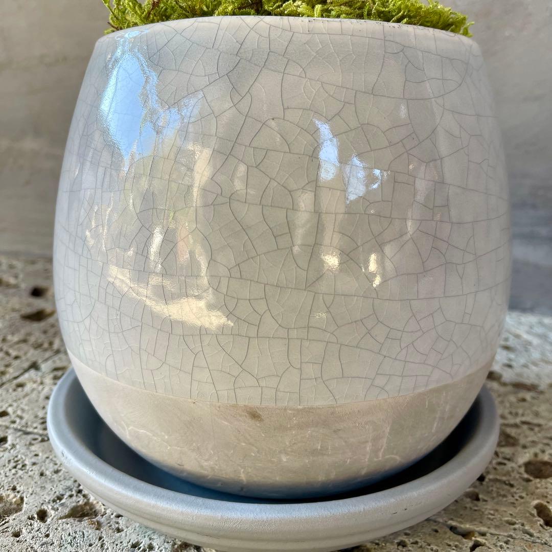 フィカス　ウンベラータ　螺旋　天然苔仕立て　瑞雲-ずいうん- 陶器鉢　植え込み