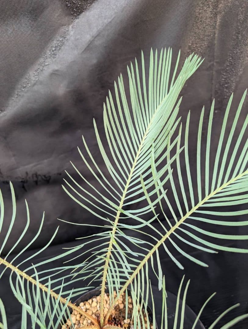 決算創業祭 お買い得 サイカスカイルンシアナ 5センチ株 見事！