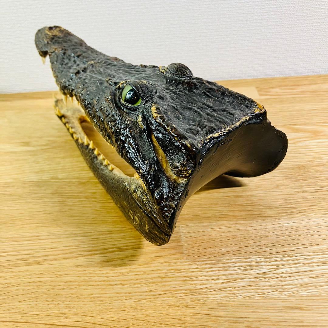 ワニ　頭部の剥製　アメリカンアリゲーター