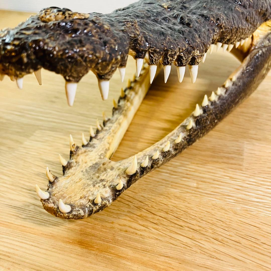 ワニ　頭部の剥製　アメリカンアリゲーター