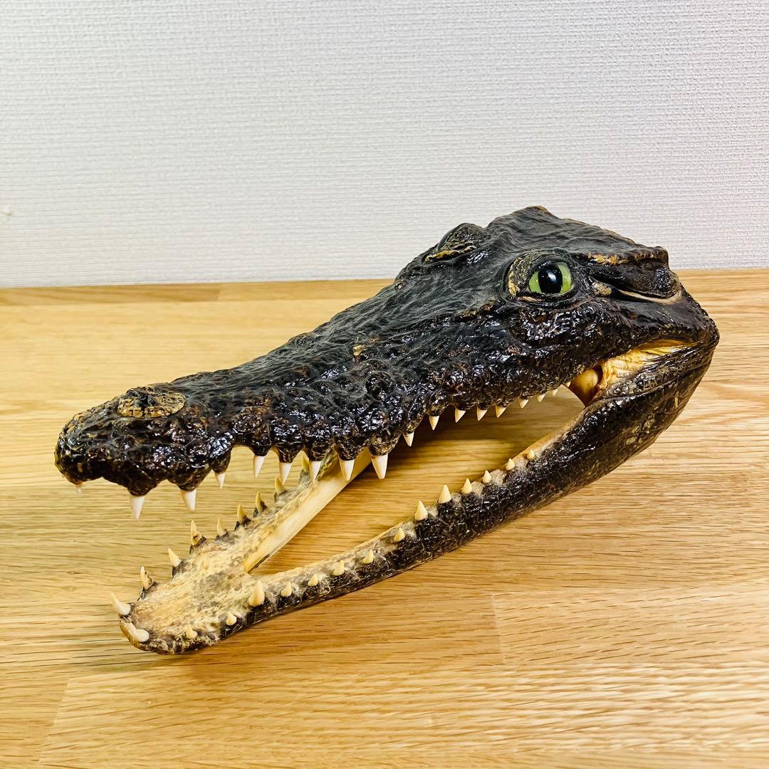 ワニ　頭部の剥製　アメリカンアリゲーター
