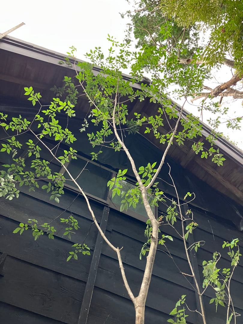 72 山採り　アオダモ