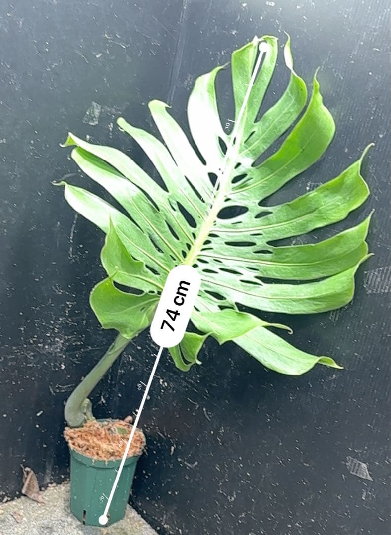 恵*様 モンステラデリシオーサマクロコズム超希少系統鉢植え74㎝