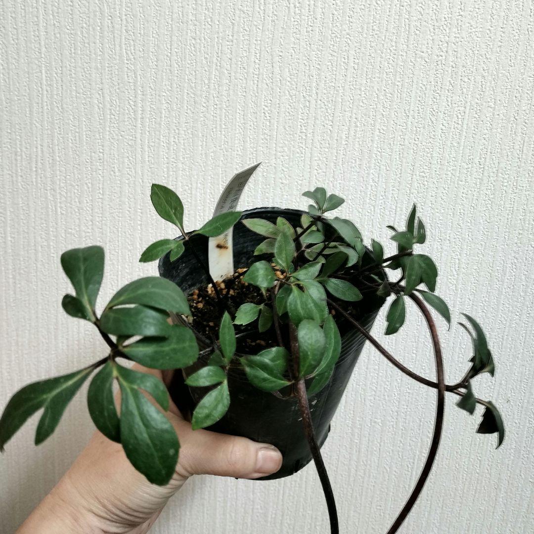 クリスマスローズ　八重　ピンク　ニゲル　4号苗　苗　鉢　バラ　八重　原種