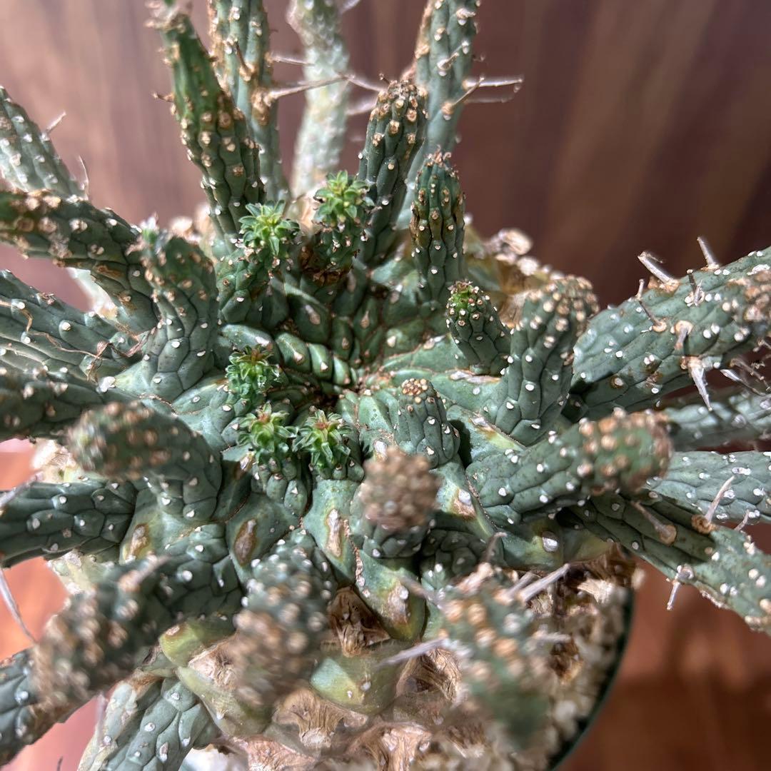 【最終値下げ】ユーフォルビア　フスカ　現地株　発根済み