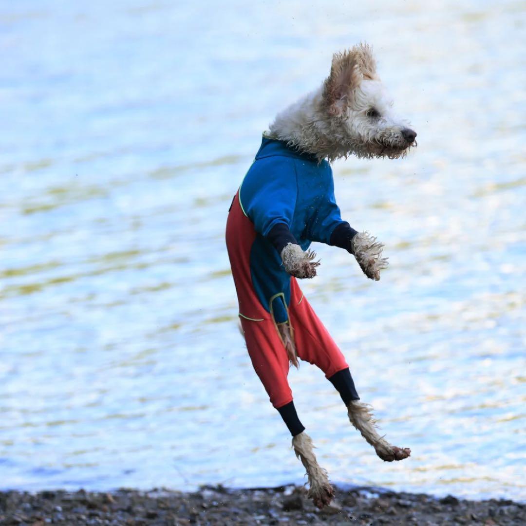 ペット用品 alphaicon