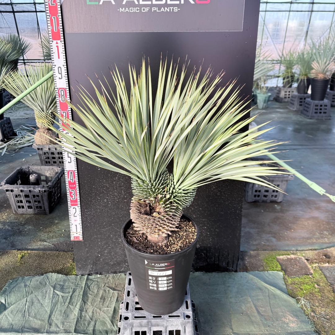 【AL1111】ユッカ　ロストラータ　超希少の頂上分頭　エキゾチック個体