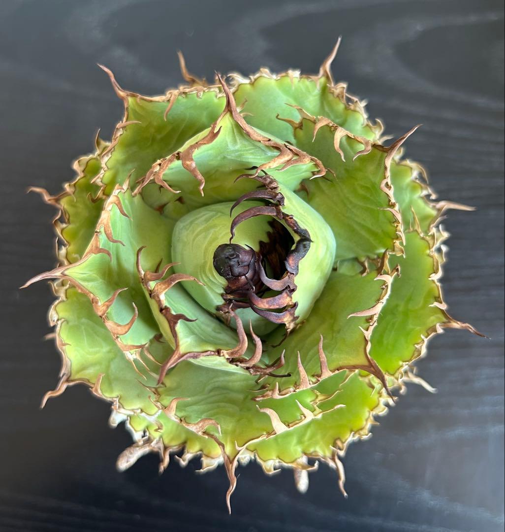 アガベ チタノタ フィリグリー