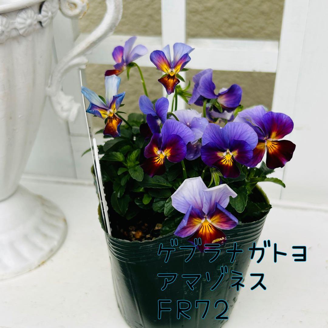 専用 ＦＲ７２♥ゲブラナガトヨ　アマゾネス♥花苗ポットごと発送♥