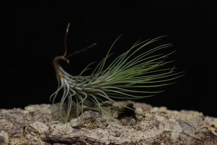 ＊Instagram開設記念＊　超希少品種　ドミンゴズ　フンキアナ　チランジア