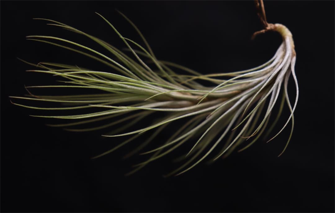 ＊Instagram開設記念＊　超希少品種　ドミンゴズ　フンキアナ　チランジア