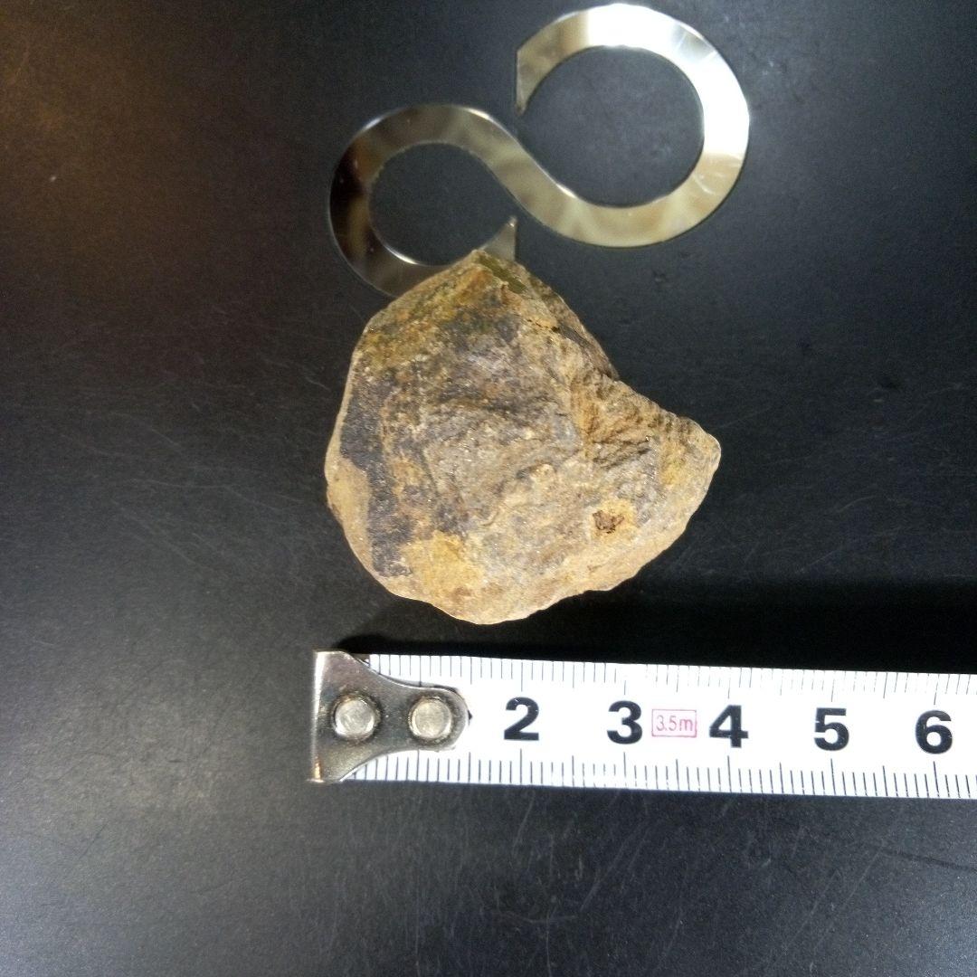 三葉虫　化石　ボリビア産　南アメリカ　trilobite　Bolivia三葉虫⑤