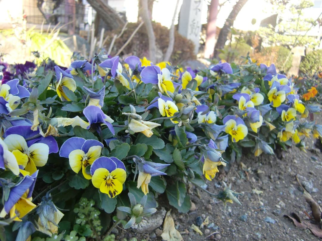 追加あり⭕️【動作確認済み】CASIO EXILIM デジカメ EX-Z300