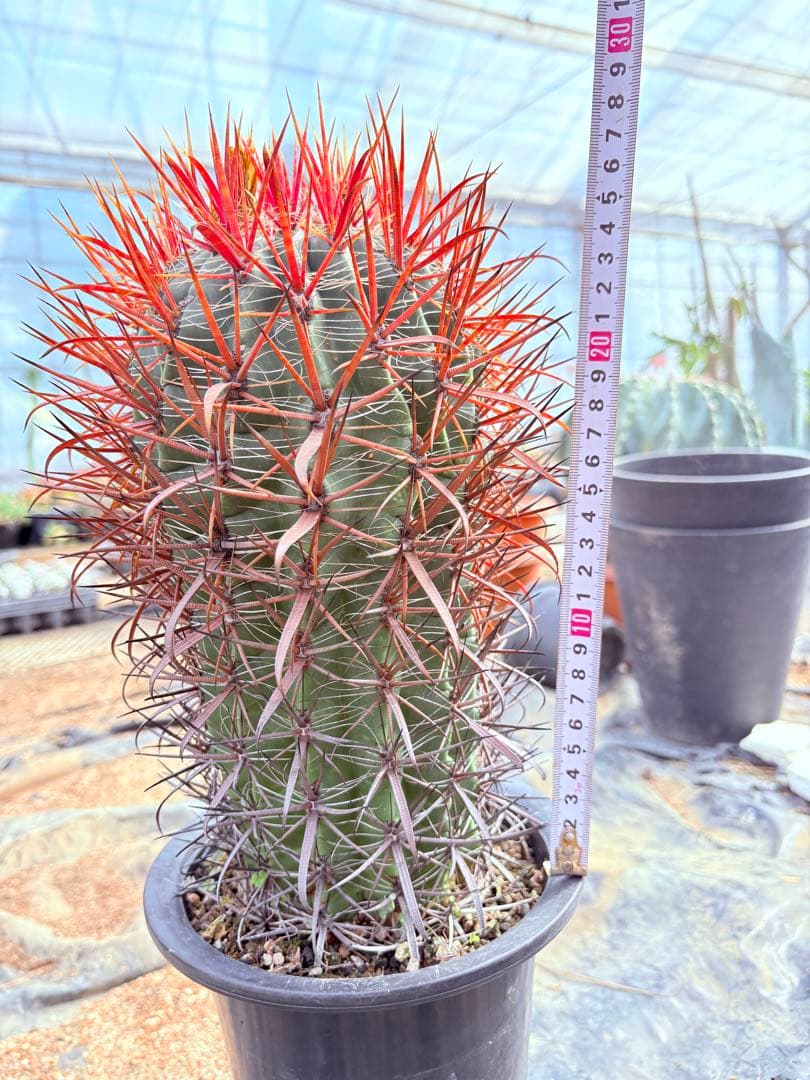 サボテン フェロカクタス 赤棘金冠竜