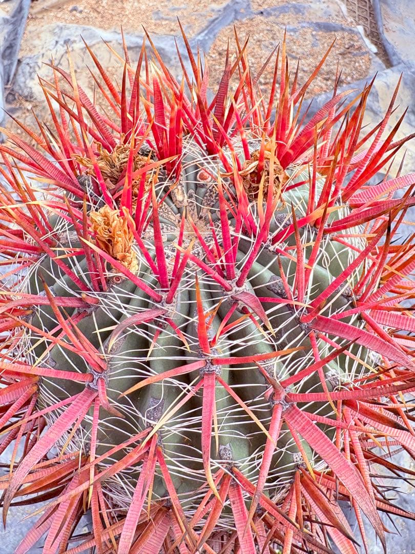 サボテン フェロカクタス 赤棘金冠竜