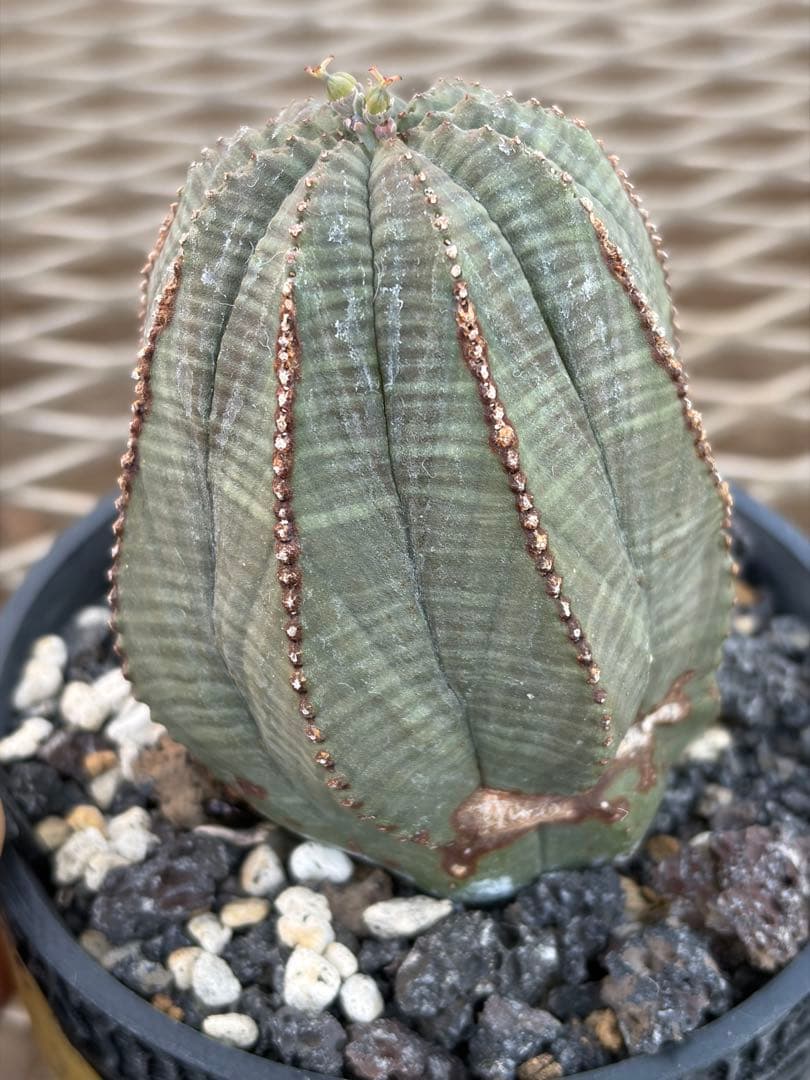 オベサ　幅6.4cmの高さ7.4cm ユーフォルビア 9稜　メス