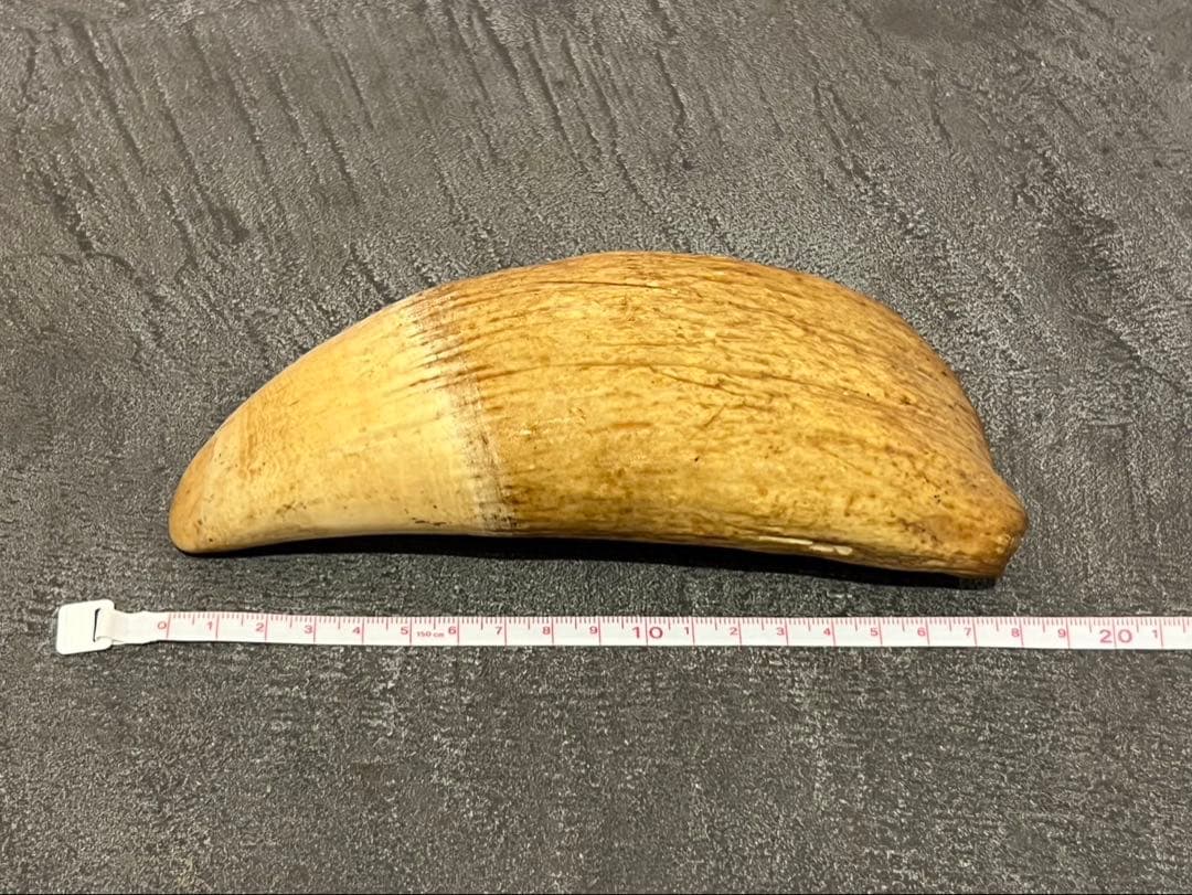 マッコウクジラの歯　２本セット