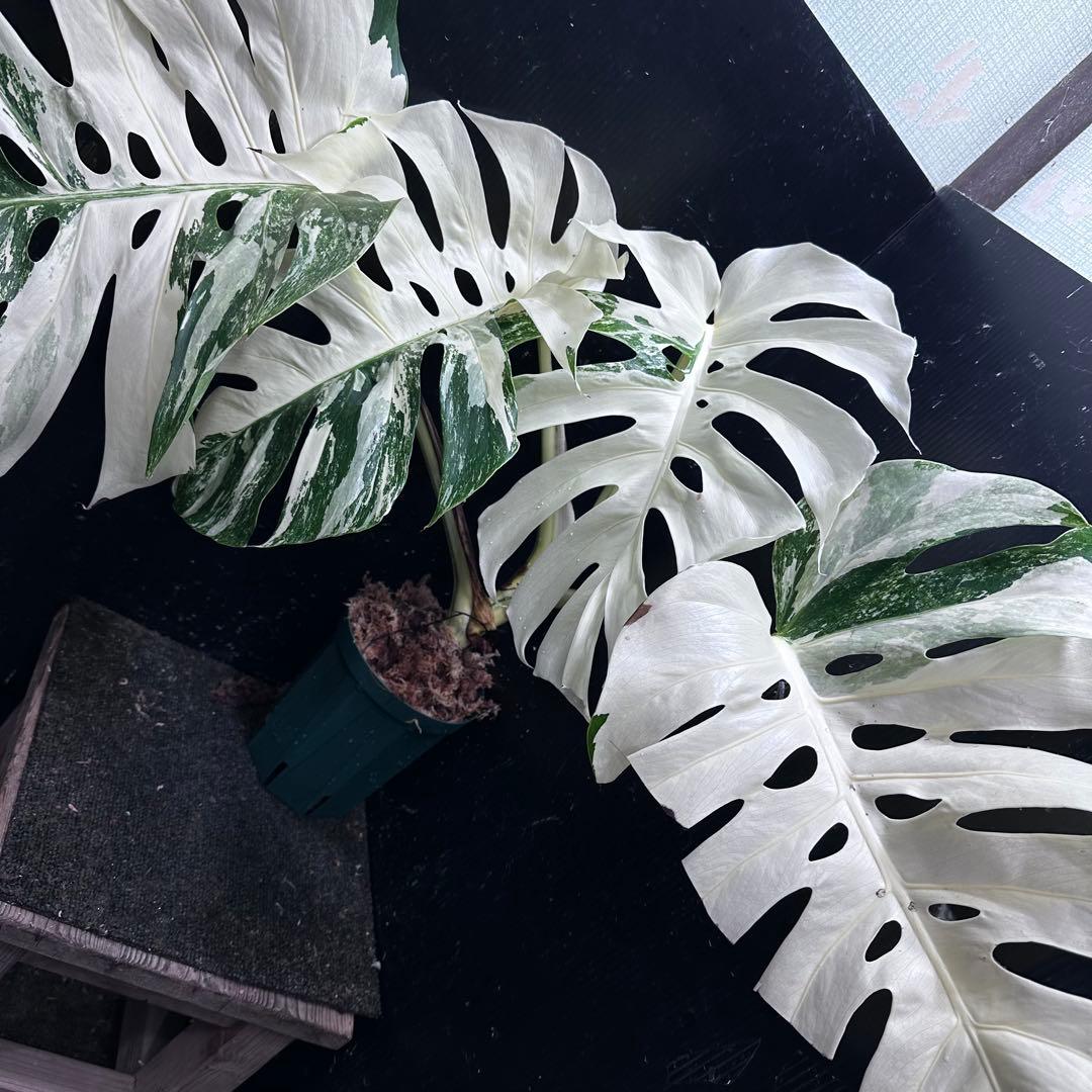 ぱ*に様 斑入りモンステラ ホワイトタイガー極美大株53cm白斑多