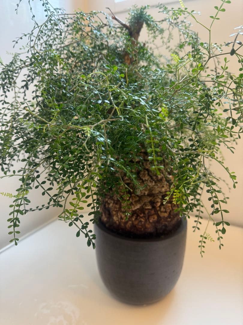 インボイス発行可 オペルクリカリア パキプス 幹幅16㎝ 発根済み 三州みやび鉢