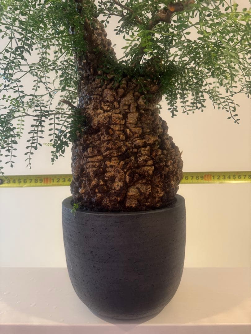 インボイス発行可 オペルクリカリア パキプス 幹幅16㎝ 発根済み 三州みやび鉢