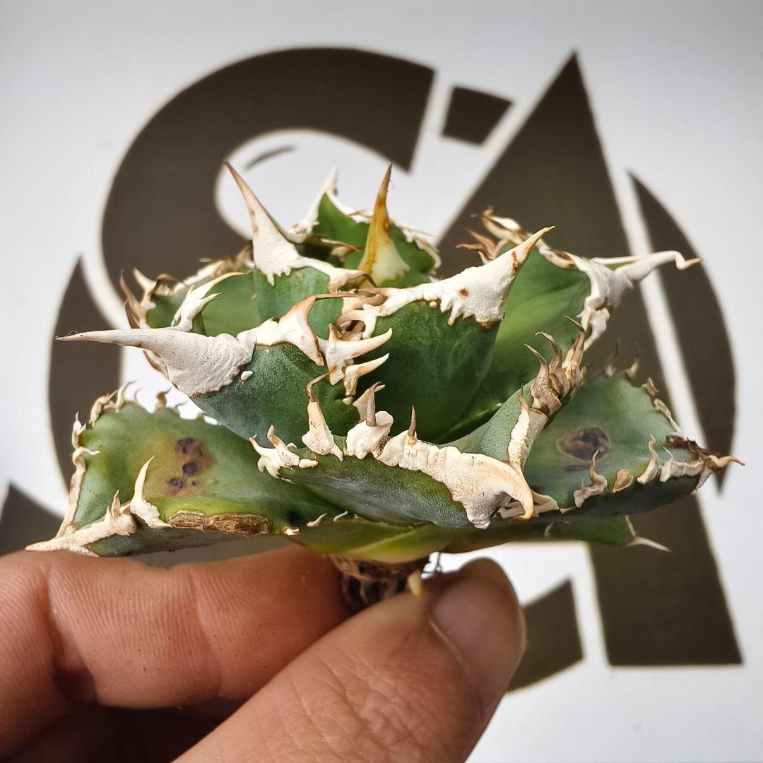 847【上澳園芸】 アガベ チタノタ shangao-008 白豪棘 良質子株