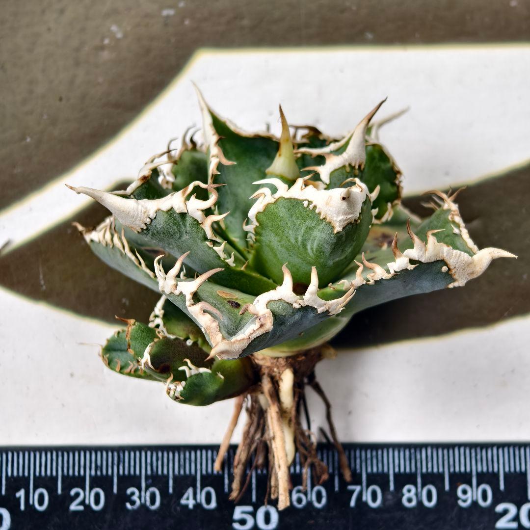 847【上澳園芸】 アガベ チタノタ shangao-008 白豪棘 良質子株