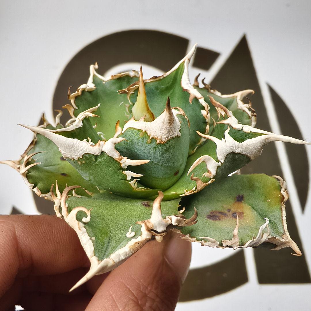 847【上澳園芸】 アガベ チタノタ shangao-008 白豪棘 良質子株