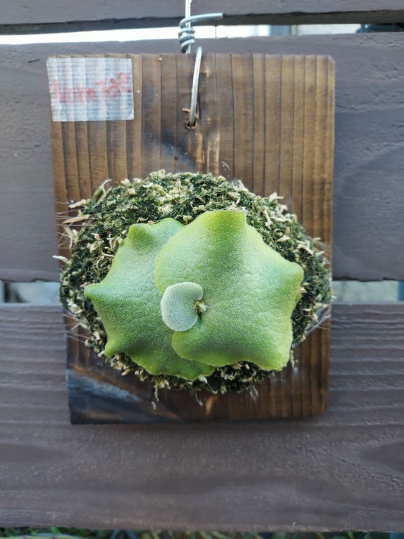 ドワーフ4株セット　胞子培養　ビカクシダ　コウモリラン