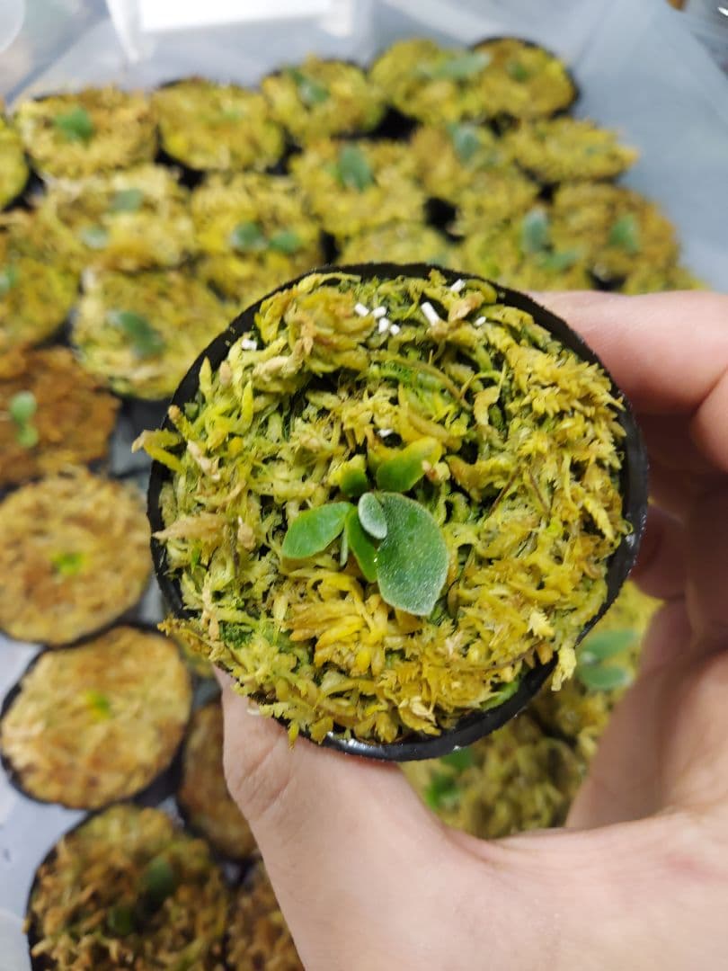 ドワーフ4株セット　胞子培養　ビカクシダ　コウモリラン