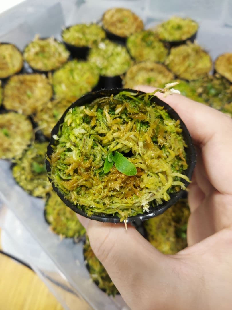 ドワーフ4株セット　胞子培養　ビカクシダ　コウモリラン