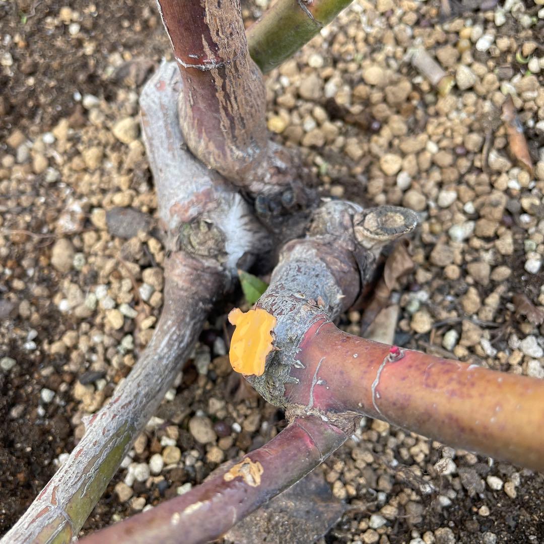 【1.19 癌腫無し　即購入可能】【ER廃盤　ジェフハミルトン苗