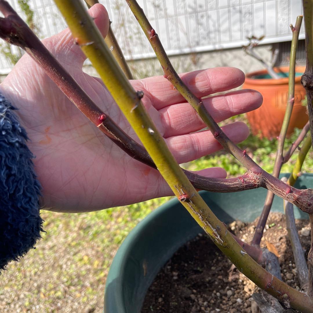 【1.19 癌腫無し　即購入可能】【ER廃盤　ジェフハミルトン苗