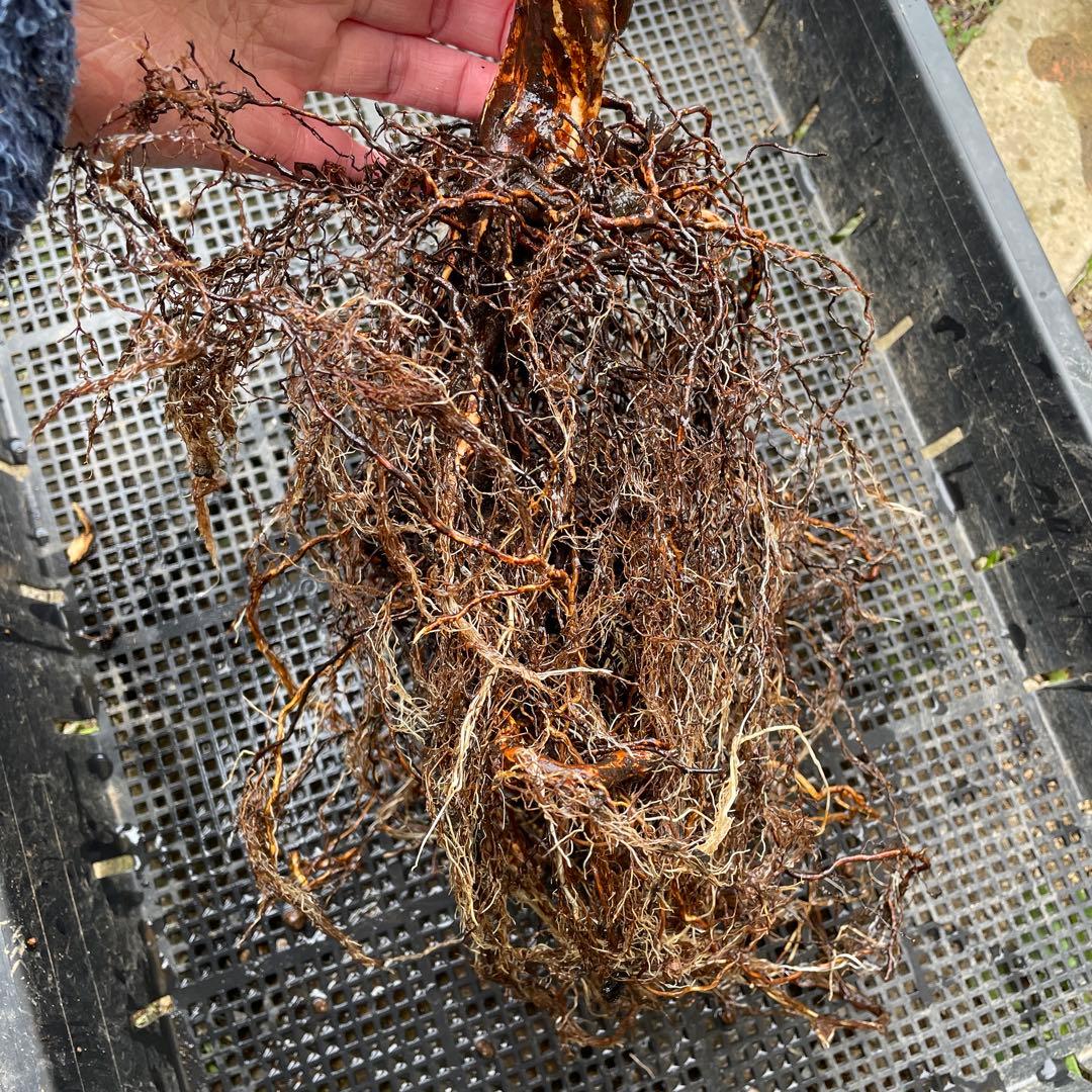 【1.19 癌腫無し　即購入可能】【ER廃盤　ジェフハミルトン苗