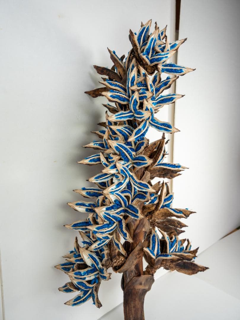 タビビトノキ 青い種 丸ごと 訳あり 6 旅人の木 オオギバショウ 種子