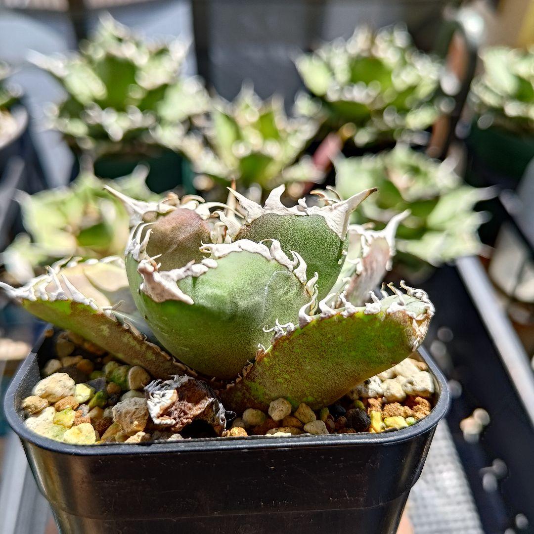 1株限定！アガベ 金剛 子株 強棘 発根済み 鉢のまま発送