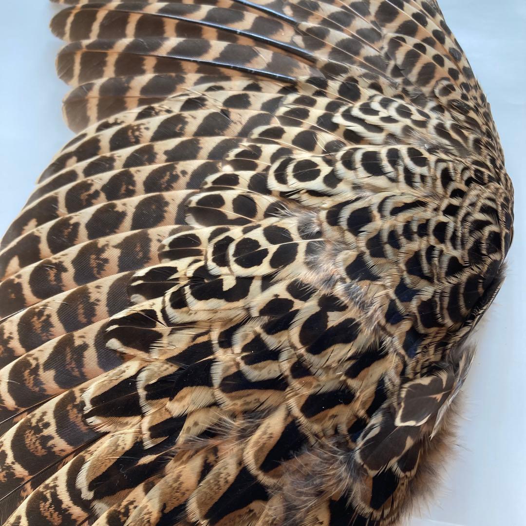 鳥の羽根　キジの翼と足