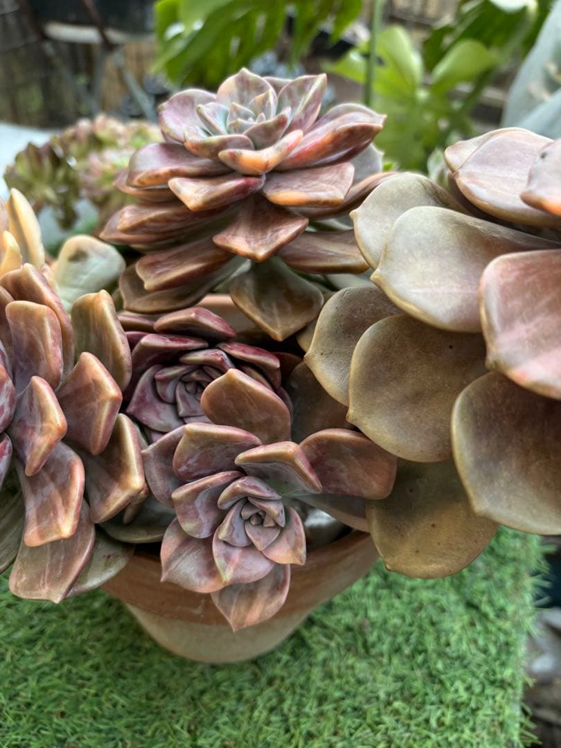 多肉植物　パープルディライト錦